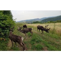 Rentier-Wanderung & Picknick Niederhausen für 2 Rentier-Wanderung & Picknick Niederhausen für 2