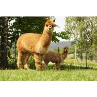 Alpaka Wanderung Erzgebirge Alpaka Wanderung Erzgebirge