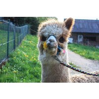 Alpaka Wanderung Günzburg Alpaka Wanderung Günzburg