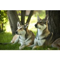 Wolfhund Trekking Büren Wolfhund Trekking Büren