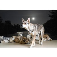 Wolfhunde Mondscheinwanderung in Büren Wolfhunde Mondscheinwanderung in Büren