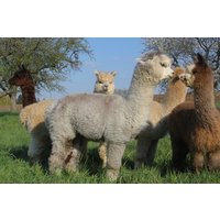 Alpaka Wanderung Wiederoda für 2 Alpaka Wanderung Wiederoda für 2
