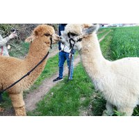 Alpakawanderung in Ansbach für 2 (2 Stunden) Alpakawanderung in Ansbach für 2 (2 Stunden)