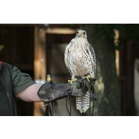 Falkner für einen Tag in Heringsdorf Falkner für einen Tag in Heringsdorf