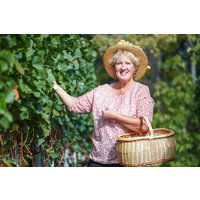 Weinbergwanderung in Buchholz Weinbergwanderung in Buchholz