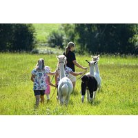 Alpaka Wanderung Iggensbach Alpaka Wanderung Iggensbach