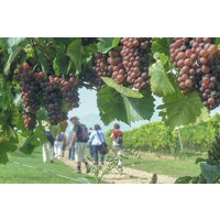 Weinbergwanderung Volxheim mit Verkostung Weinbergwanderung Volxheim mit Verkostung