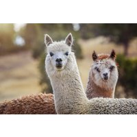 Lama Erlebnistag mit Yoga Retzstadt Lama Erlebnistag mit Yoga Retzstadt