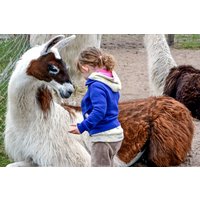 Lama- und Alpaka-Erlebnis Mittenwalde (1-2 Std.) Lama- und Alpaka-Erlebnis Mittenwalde (1-2 Std.)