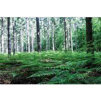 Waldbaden in Sonsbeck für Frauen (3,5 Std.) Waldbaden in Sonsbeck für Frauen (3,5 Std.)