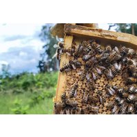 Bienenvolk erstellen Wunstorf Bienenvolk erstellen Wunstorf