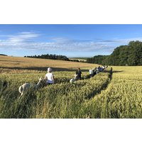 Alpaka Wanderung Raum Dachau (2,5 Std.) Alpaka Wanderung Raum Dachau (2,5 Std.)