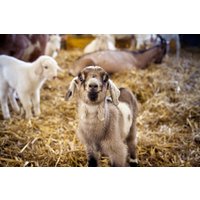 Hofführung mit Käseverkostung Lichtenegg Hofführung mit Käseverkostung Lichtenegg