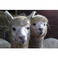 Alpaka Spaziergang für 2 Waldenbuch Alpaka Spaziergang für 2 Waldenbuch