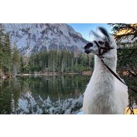 Alpaka Wanderung Tragöß Alpaka Wanderung Tragöß