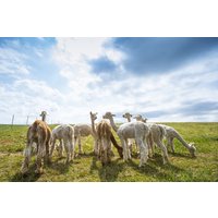 Alpaka Wanderung Mellinghausen Alpaka Wanderung Mellinghausen