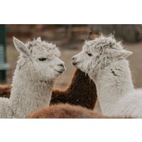 Alpaka Wanderung in der Eifel für 2 Alpaka Wanderung in der Eifel für 2