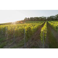 Weinbergwanderung Ulsenheim mit Verkostung und Brotzeit Weinbergwanderung Ulsenheim mit Verkostung und Brotzeit
