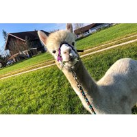 Alpaka Wanderung Taufkirchen (Vils) Alpaka Wanderung Taufkirchen (Vils)