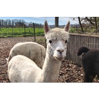 Alpaka Wanderung für 2 Taufkirchen Alpaka Wanderung für 2 Taufkirchen
