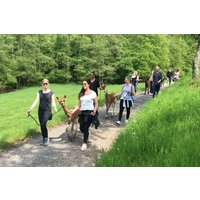 Alpaka Wanderung Neckar-Odenwald-Kreis Alpaka Wanderung Neckar-Odenwald-Kreis