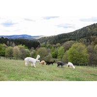Alpaka Wanderung für 2 Neckar-Odenwald-Kreis Alpaka Wanderung für 2 Neckar-Odenwald-Kreis