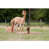 Yoga auf Alpaka Weide Neckargerach Yoga auf Alpaka Weide Neckargerach