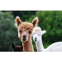 Alpaka Erlebnis Neckargerach Alpaka Erlebnis Neckargerach