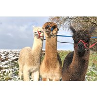 Alpaka Wanderung Waldkirch Alpaka Wanderung Waldkirch