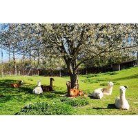 Alpaka Wanderung Harz (2,5 Std.) Alpaka Wanderung Harz (2,5 Std.)