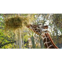 Städtetrip Frankfurt mit Zoobesuch für 2 (1 Nacht) Frankfurt am Main Städtetrip Frankfurt mit Zoobesuch für 2 (1 Nacht) Frankfurt am Main