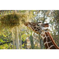 Städtetrip Frankfurt mit Zoobesuch für 2 (1 Nacht) Städtetrip Frankfurt mit Zoobesuch für 2 (1 Nacht)