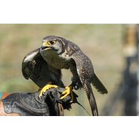 Falkner für einen Tag in Potsdam Falkner für einen Tag in Potsdam