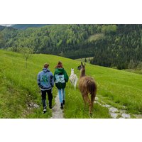 Lamawanderung mit Picknick Molln für 2 Lamawanderung mit Picknick Molln für 2