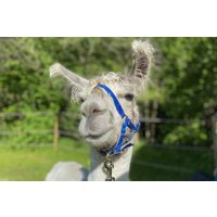 Lamawanderung Molln (Okt. - Mai) Lamawanderung Molln (Okt. - Mai)