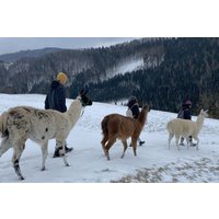 Lamawanderung Molln (Mai - Okt.) Lamawanderung Molln (Mai - Okt.)