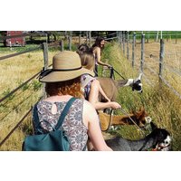 Lama- & Esel-Trekking-Tour Stadecken-Elsheim Lama- & Esel-Trekking-Tour Stadecken-Elsheim