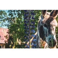 Eselwanderung Eppenbrunn (2 Std.) Eselwanderung Eppenbrunn (2 Std.)