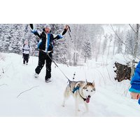Husky Schneeschuhtrekking Hohentauern Husky Schneeschuhtrekking Hohentauern