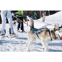Husky Schneeschuhtrekking Hohentauern für 2 Husky Schneeschuhtrekking Hohentauern für 2