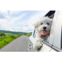 Kurzurlaub mit Hund für 2 Kurzurlaub mit Hund für 2