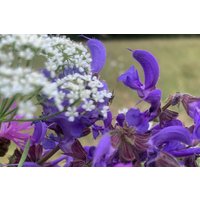 Wildkräuterseminar Schupfart Wildkräuterseminar Schupfart