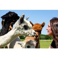 Alpaka Wanderung für 2 Petershagen Alpaka Wanderung für 2 Petershagen