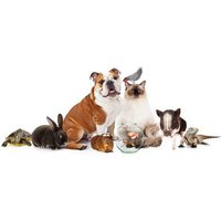 Dierenverzorging van Laudius