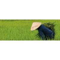 Vietnamees Voor Beginners van Laudius