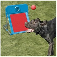Boite Flyball Training Concept