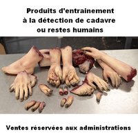 Partie de corps pour entrainement à la détection de cadavre ou restes humains