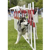 Slalom compétition - Agility K9 Sport