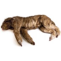 Chien "Rocky" - Mannequin de positionnement