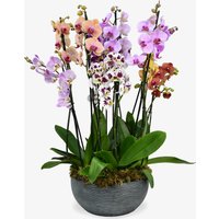Surprise Me Orchids image